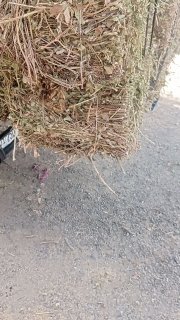 Тошкент йерйонгок прес даставка — Toshkent
