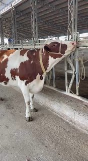 Sigir 2 chisiga bug’oz — Namangan