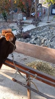 швет хуножин сотилади буйи 95см нархи 10400 наманган — Namangan