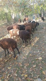 Jizzax viloyati Forish tumanida 21ta erkak Qoʻzi… — Jizzax