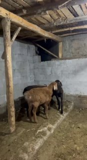 Shu qo’zilar sotiladi — Andijon viloyati Izboskan tumani