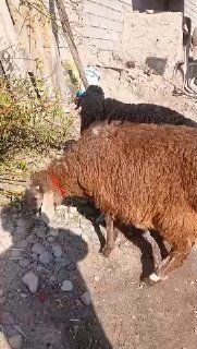 ASSALOMU ALEYKUM GURUPADOSHLAR — NAMANGAN TUMANI TEPAQORGON QISHLOGI