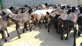 NAMANGANDA ZOTI TOZA XISOR KELDI 🐑✨ — Namangan