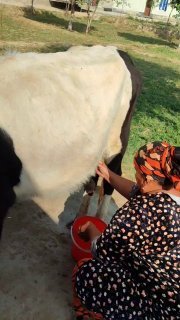 1 tugishi bolasi gunajin suti 6 litr — O'zbekiston