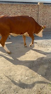 Narxi 46 milyon 500 dan — O'zbekiston