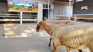 ZOTI TOZA ARASHAN QO'YLAR KELDI 🐑✨ — Namangan