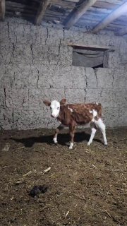 SMETAL XONAJIN MARGILONDA NARXI 13MLN BOLWI — O'zbekiston