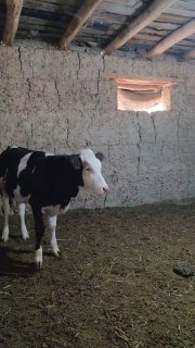 À SMETAL GBRIT XONAJIN MARGILONDA TOZZASIDAN — O'zbekiston