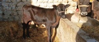 Ona bola Sigir 1 bolasi bolasi angus g'unajincha sigir yana… — Jizzax