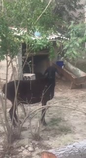 Сотилади 1та солих нархи 5милен ками бор дастафка йук… — Namangan