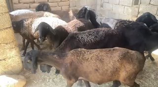 Suroshni shu buġuz quylar sotiladi — O'zbekiston
