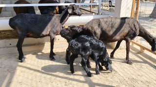 ZOTI TOZA XSORI ONA BOLA QO'YLAR KELDI 🐑✨ 2.TA ONA BOLA — Namangan