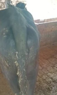 гунажин сотилади йиб ичиши зур 13 ками бор жиззах шахар — Jizzax