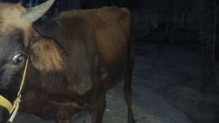 Buqa sotiladi N 14 mln kami bor — O'zbekiston