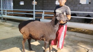 NAMANGANDA ZOTI TOZA EDILBAY KELDI 🐑✨ — Namangan