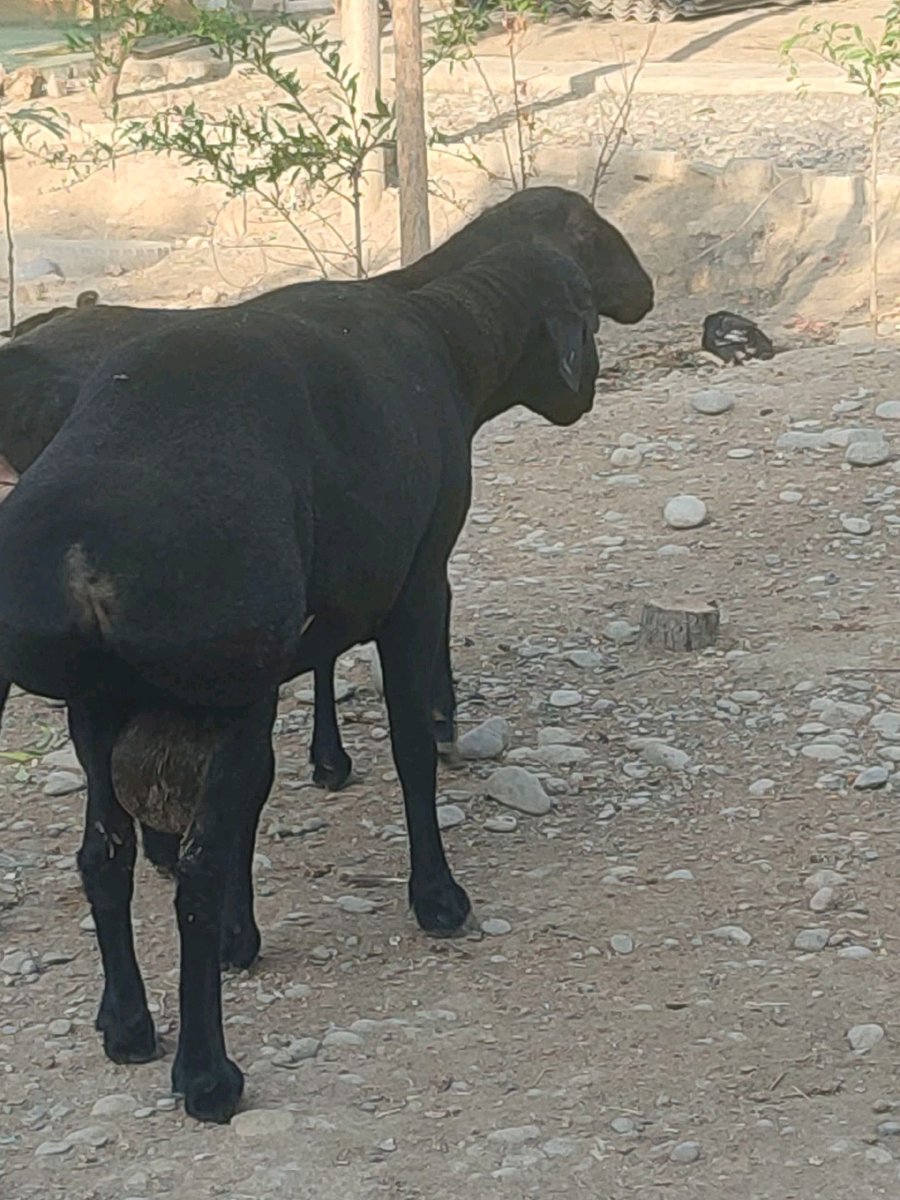 Qo'y — Andijon viloyati, Baliqchi tumani
