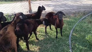 Кузи кучкорлар сотилади — Navoiy
