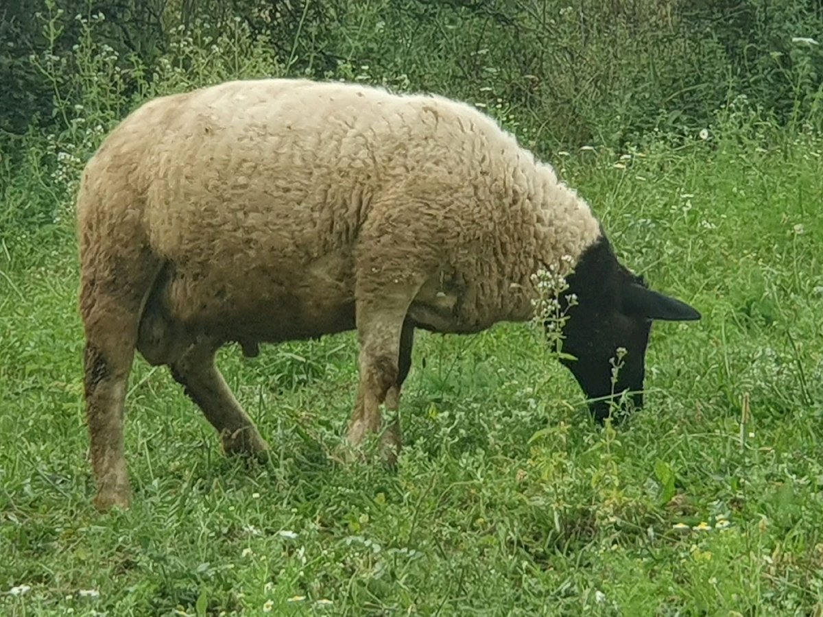 Qo'y — Toshkent viloyati, Parkent tumani