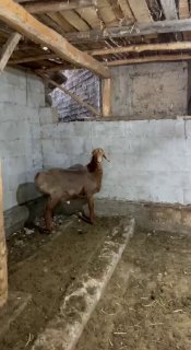 Shu qo’chqor sotiladi — Andijon viloyati Izboskan tumani