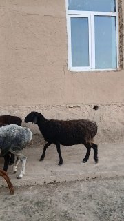 35ta panji bug'oz sovliqlar sotiladi — Jizzax