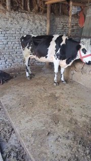 Shu 6 oydan oʻtgan bogoz sotiladi — Andijon, Baliqchi