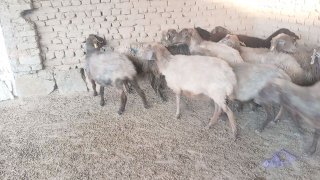 13та бугоз кари куйлар сотилади — Navoiy