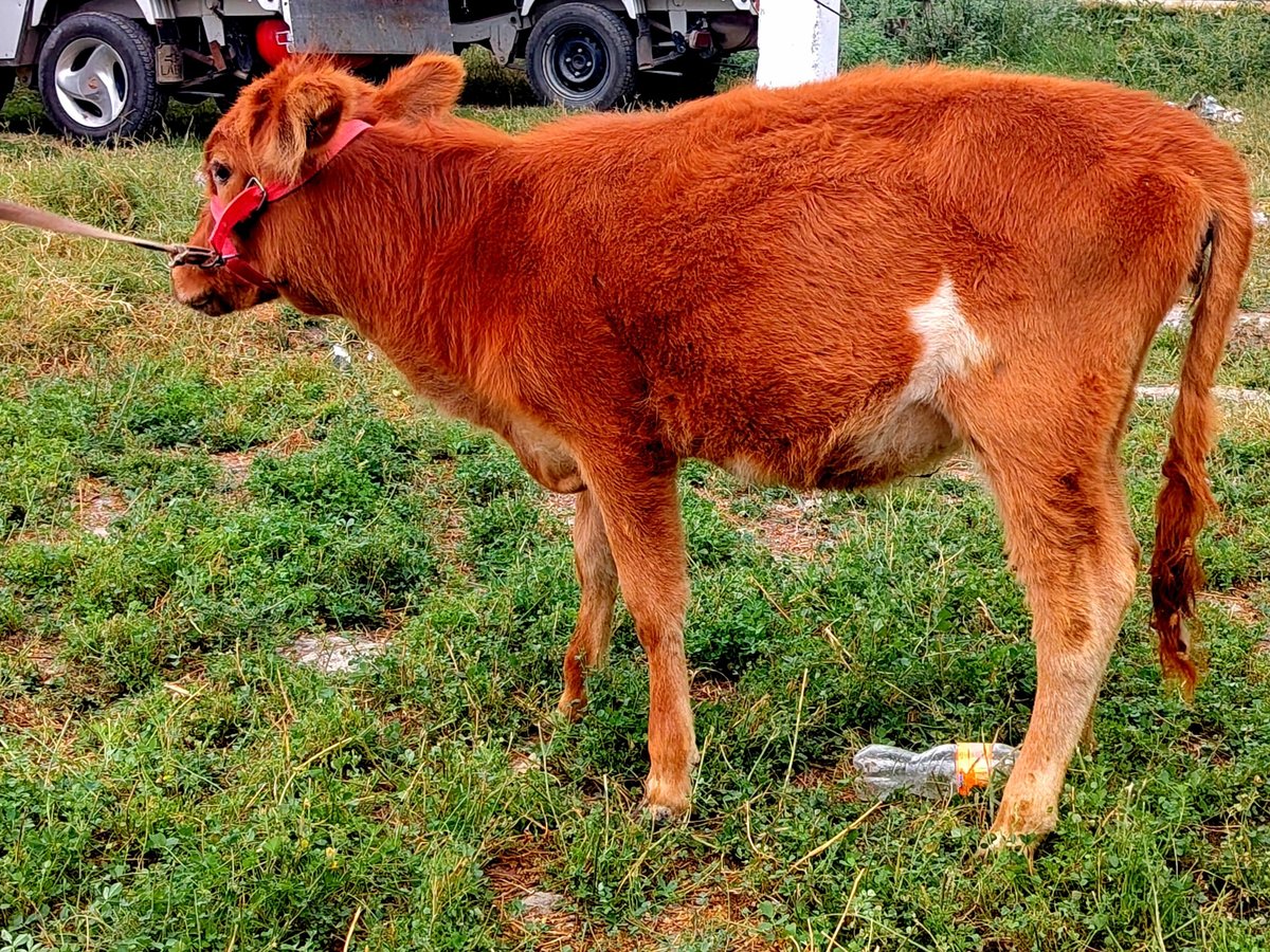 Gunojin sotiladi narxi 7milyon 500ming — O'zbekiston