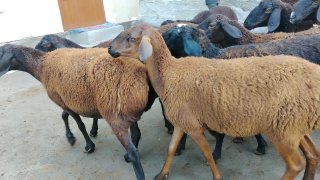 NAMANGANDA ZOTI TOZA XISOR SOVLIQLAR KELDI 🐑✨ — Namangan
