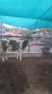 Simmental Hunajinlar sotiladi — Farg'ona