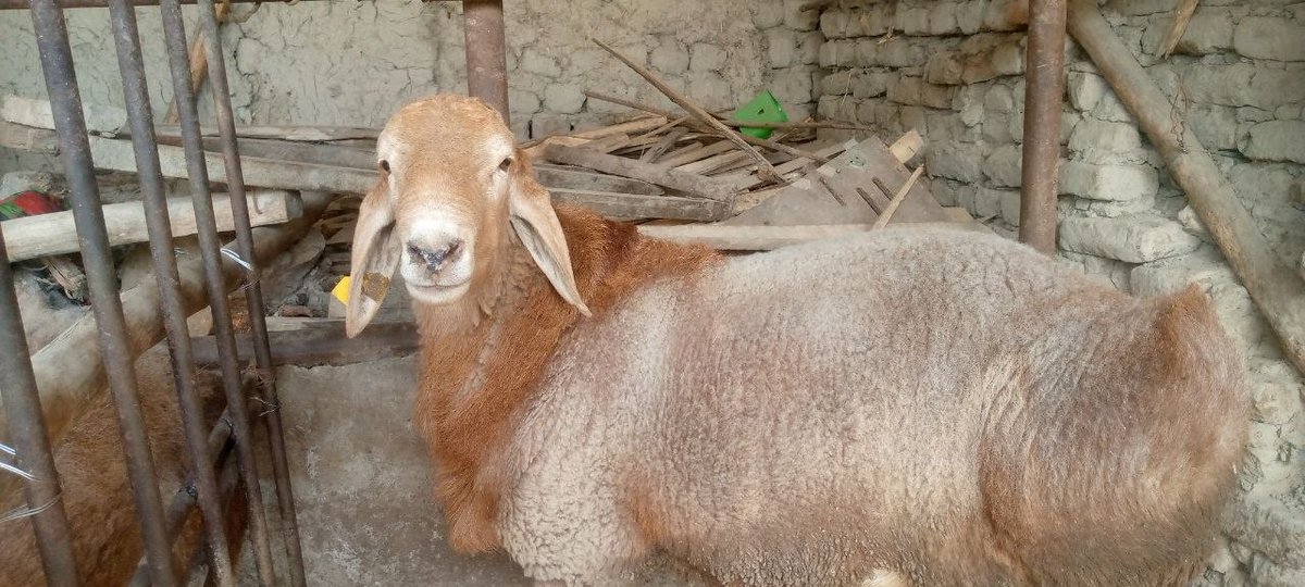 Arashan qoʻchqor lar 2 dona dehqon DAN naslga — Namangan tuman qirgizqorgon