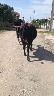 Bugoz sigir sotiladi — O'zbekiston
