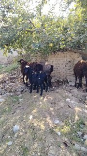 Assalomalekum akalar yahshimsizlar shu qoylarimiz sotiladi — Andijon, Buloqboshi