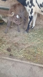 Yangi tugʻgan ona bola sigir sotiladi — Jizzax