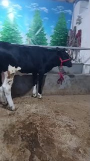 Sotiladi ona bola 2chi bolasi — Andijon qorgontepa