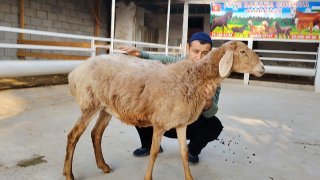 ZOTI TOZA ARASHAN QO'YLAR KELDI 🐑✨ — Namangan
