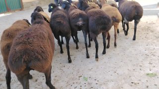 NAMANGANDA ZOTI TOZA XISOR SOVLIQLAR KELDI 🐑✨ — Namangan