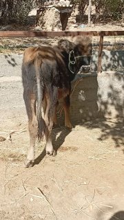 4chorva dalani buzovlari sotiladi — Jizzax