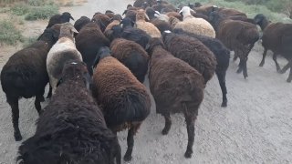Qo'chqorlar sotiladi — Sirdaryo