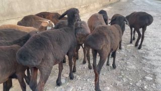 Quy qilishga Urgʻochi quzilar sotiladi — O'zbekiston