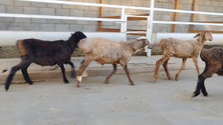 ZOTI TOZA XSORI QO'YLAR KELDI 🐑✨ — Namangan