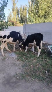 Akalar mana shu x6najinimiz sotiladi — O'zbekiston