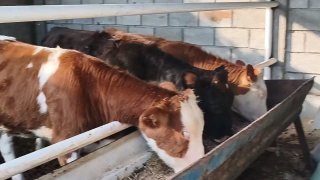 Шу зотли хуножинларимиз сотилади қизиқанлар алоқага… — O'zbekiston