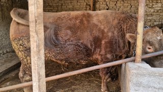 Ассалому алайкум Санжарбек яхшимисиз, 2та боксаям, суйсаям… — O'zbekiston