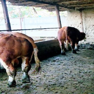 Ikalasiyam yoshiga to‘ldi — Farg'ona