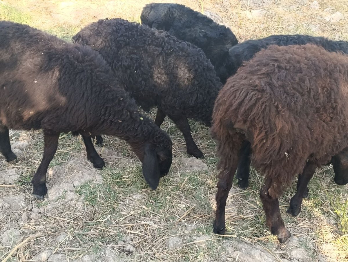 5ta qoʻzi sotiladi — Qashqadaryo