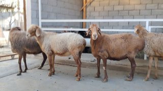 ZOTI TOZA ARASHAN QO'YLAR KELDI 🐑✨ — Namangan