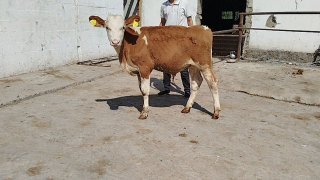 Simintal novos 3 oylik boʻldi narxi 25500 — O'zbekiston