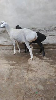 NAMANGANDA ZOTI TOZA ARASHAN XISOR KELDI 🐑✨ — Namangan