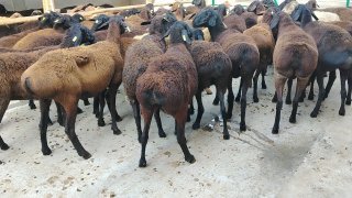 NAMANGANDA ZOTI TOZA XISOR SOVLIQLAR KELDI 🐑✨ — Namangan