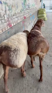 2 TISH QUCHQORLAR SOTUVDA — NAMANGANDA
